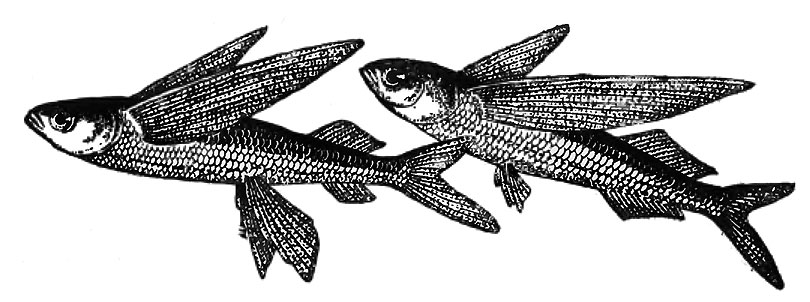 Рис. 32. Летучие рыбы