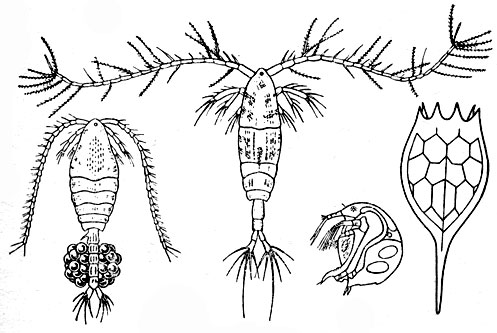 Представители зоопланктона Азовского моря