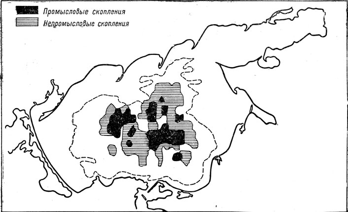 Распределение тюльки в Азовском море в декабре