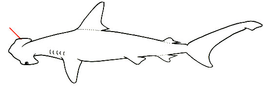 Sphyrna zygaena - обыкновенная акула-молот