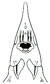 Строение рта у осетровых - A. ruthenus