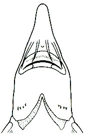 Строение рта у осетровых - H. huso