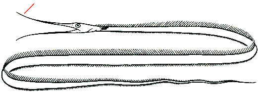 Nemichthys scolopaceus - нитехвостый угорь