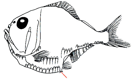 Argyropelecus olfersi - -