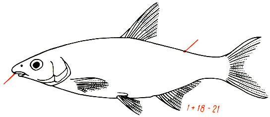Vimba vimba - рыбец