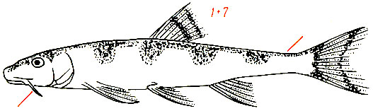 Gobio uranoscopus - длинноусый пескарь