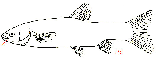 Ctenopharyngodon idella - белый амур