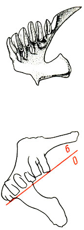 Глоточные зубы у карповых, вид А. Chondrostoma nasus - подуст