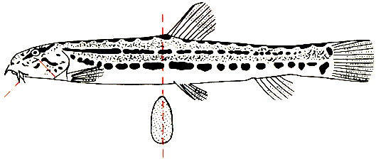 Cobitis taenia - 