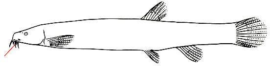 Misgurnus fossilis - вьюн