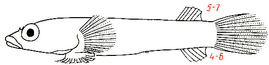 Diplocogaster bimaculata - пятнистая присоска