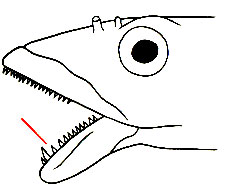 Зубы присосок -  A. Microcephalus
