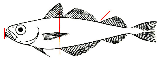Trisopterus esmarkii -  