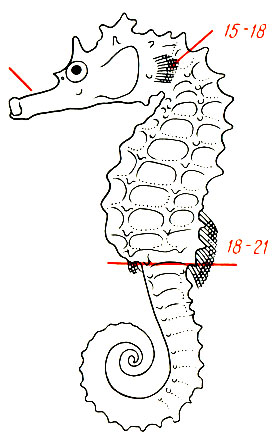 Hippocampus ramulosus - морской конек
