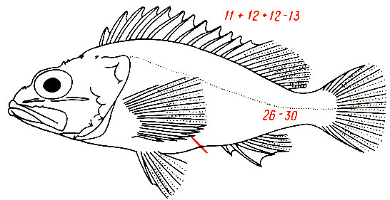 Helicolenus dactylopterus -  