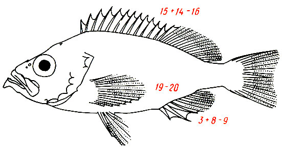 Sebastes marinus -  