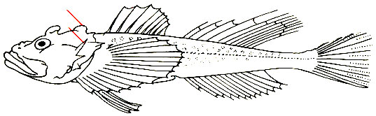 Myoxocephalus quadricornis -  () 