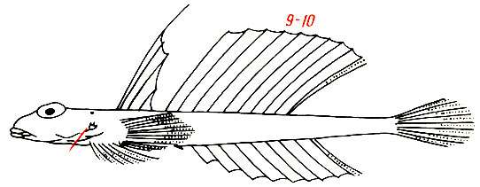 Callionymus maculatus -   ()