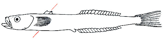 Crystallogobius linearis  ()