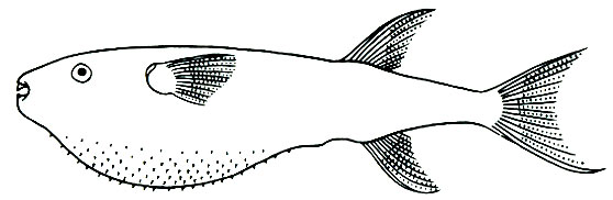 Lagocephalus lagocephalus -   