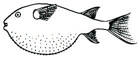L. lagocephalus   
