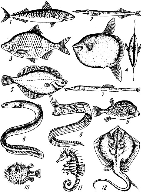 Реферат: Анатомия костистых рыб