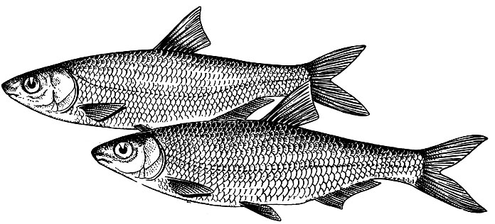 Каспийский рыбец
