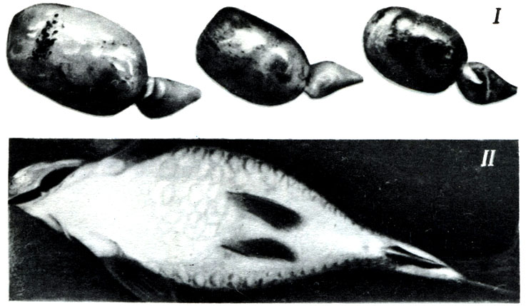 Хроническое течение воспаления плавательного пузыря: I - увеличение и деформация отделов, воспаление тканей, отложение темного пигмента в стенке пузыря (по Аршанице), ΙΙ - увеличение объема тела рыбы (по Аршанице)