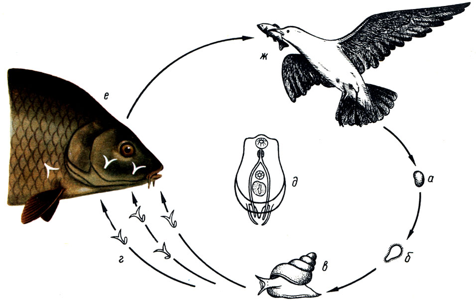 Цикл развития Diplostomum spathaceutn: a - яйцо; б - мирацидий; в - моллюск (большой прудовик), первый промежуточный хозяин со спороцистами; г - церкарий; д - метацеркарии; е - рыба, второй промежуточный хозяин; ж-птица, окончательный хозяин