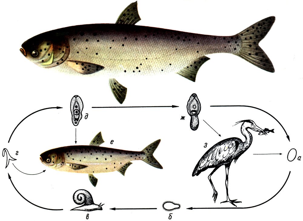 Толстолобик, пораженный чернопятнистым заболеванием. Цикл развития Posthodiptostotnum cuticola: а - яйцо; б - мирацидий; в - моллюск-катушка, первый промежуточный хозяин со спороцистами; г - церкарий; д - метацеркарий; е - рыба, второй промежуточный хозяин; ж - половозрелый паразит; з - цапля, окончательный хозяин