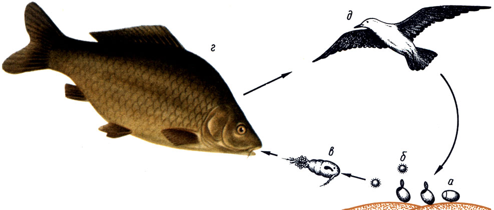 Цикл развития ремнецов: а - яйцо; б - корацидий; в - циклоп, первый промежуточный хозяин с процеркоидами в полости тела; г - рыба, второй промежуточный хозяин; д - птица, окончательный хозяин