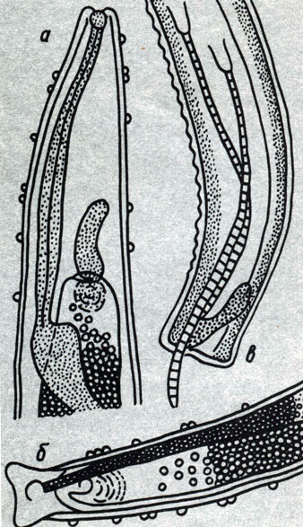 Возбудитель филометроза - Philometru lusiana: а - передний конец самки; б - задний конец самки; в - задний конец самца (по Висманису)