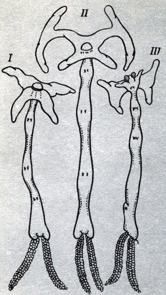 Возбудители лернеоза: I - Lernaea cyprinacea с карла; II - Lernaea cyprinacea с карася; III - Lernaea ctenopharyngodonis с белого амура