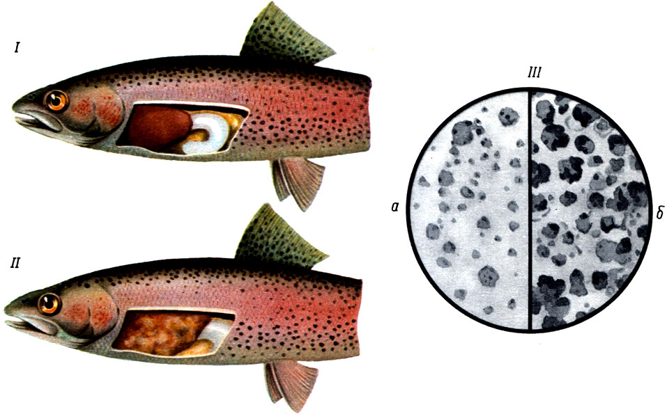 Цирроидная дегенерация печени радужной форели: I - печень здоровой рыбы; II - печень больной рыбы; III - печень форели под микросколом; а - печень здоровой рыбы; б-цирроидная дегенерация печени. Видны гпыбки цирроида (по Факторович)
