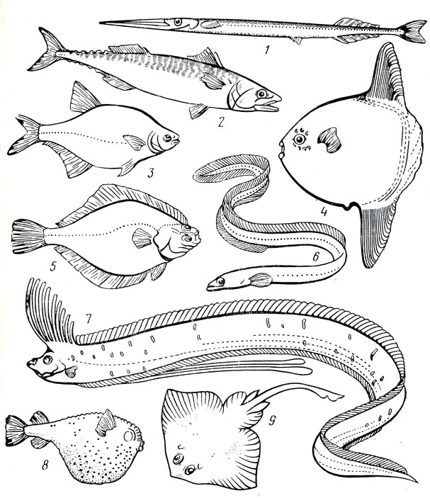 Рис. 2. Различные типы формы тела рыб (из Никольского, 1963): 1 - стреловидная (сарган); 2 - торпедовидная (скумбрия); 3 - сплющенная с боков, лещевидная (обыкновенный лещ); 4 - тип рыбы-луны (луна-рыба); 5 - тип камбалы (речная камбала); 6 - змеевидная (угорь); 7 - лентовидная (сельдяной король); 8 - шаровидная (кузовок); 9 - уплощенная (скат)