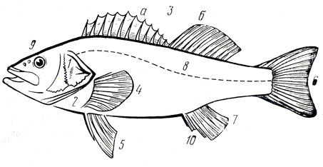 Рис. 3. Схема внешнего строения рыбы: 1 - жаберная крышка; 2 - жаберная щель; 3 - спинной плавник (а - колючая часть, б - мягкая часть); 4 - грудной плавник; 5 - брюшной плавник; 6 - хвостовой плавник; 7 - анальный плавник; 8 - боковая линия; 9 - ноздри; 10 - анальное отверстие