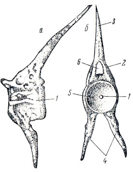 Рис. 8. Туловищный позвонок костистой рыбы: а - вид сбоку; б - вид опереди; 1 - тело позвонка; 2 - невральная дуга; 3 - верхний остистый отросток; 4 - нижний остистый отросток: 5 - отверстие в центре двояковогнутого тела позвонка; 6 - спинномозговой канал