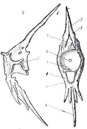 Рис. 9. Позвонок ховостовой части окуня: а - вид сбоку; б - вид спереди; 1 - тело позвонка; 2 - невральная дуга; 3 - верхний остистый отросток; 4 - гемальная дуга; 5 - гемальный отросток; 6 - отверстие в центре двояковогнутого тела позвонка; 7 - спинномозговой канал; 8 - гемальный канал