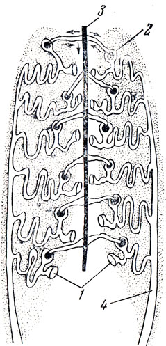 Рис. 15. Схема строения почек акулы (по Мензбиру): 1 - нефростома (воронка); 2 - мальпигиевы тельца; 3 - кровеносный сосуд, разветвляющийся в мальпигиевых тельцах на капилляры; 4 - собирающий проток (мочеточник)