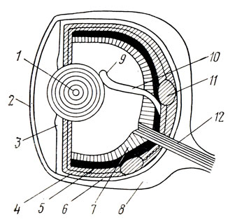 Рис. 19. Схема строения глаза рыбы: 1 - хрусталик; 2 - роговица; 3 - радужина; 4 - сосудистая оболочка; 5 - пигментная оболочка; 6 - серебристая оболочка; 7 - сетчатка; 8 - склера; 9 - вздутие серповидного отростка; 10 - серповидный отросток; 11 - железа сосудистой оболочки; 12 - глазной нерв