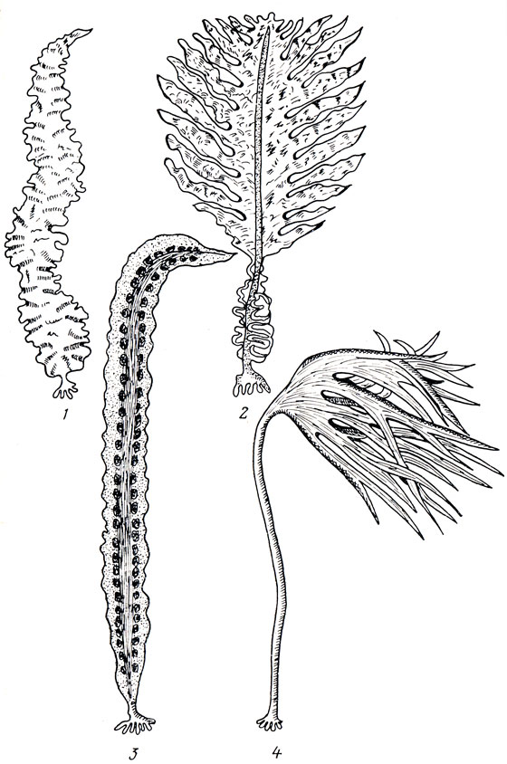 Водоросли, выращиваемые на морских плантациях: 1 - порфира (Porphyra tenera), 2 - ундария (Undaria pinnatlfida), 3 - ламинария сахаристая (Laminaria saccharina), 4 - ламинария пальчатая (Laminarla digitata)