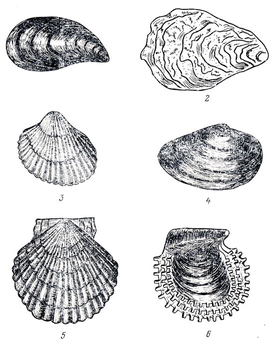  -  : 1 -  (Mytllus edulls), 2 -  (Ostrea edulis), 3 -  (Cerastoderma edule), 4 -    (Mya arenaria), 5 -   (Mizuhopecten yessoensis), 6 -   (Pinctada martensi)