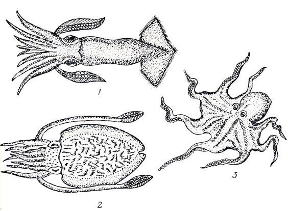 Головоногие моллюски - перспективные объекты культивирования: 1 - кальмар, 2 - каракатица, 3 - осьминог