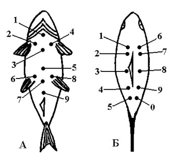 Рис. 1. Места нанесения меток при индивидальном (А) и серийном (Б) мечении рыб