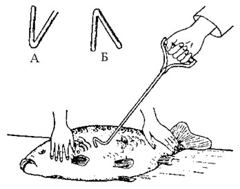 Рис. 2. Мечение рыбы выжиганием клейма.. А - знак самки; Б - знак самца