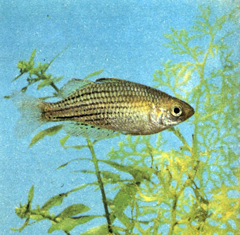 Меланотения прекрасная - горбатая радужница (взрослая рыба)