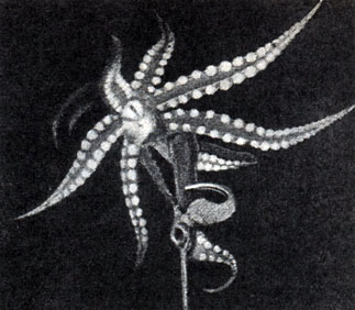  ,    650  (  R. Carrington ' Biodraphy of the Sea'. -, 1960 .)