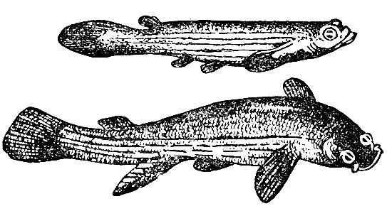 Анаблепс, четырехглазая рыба