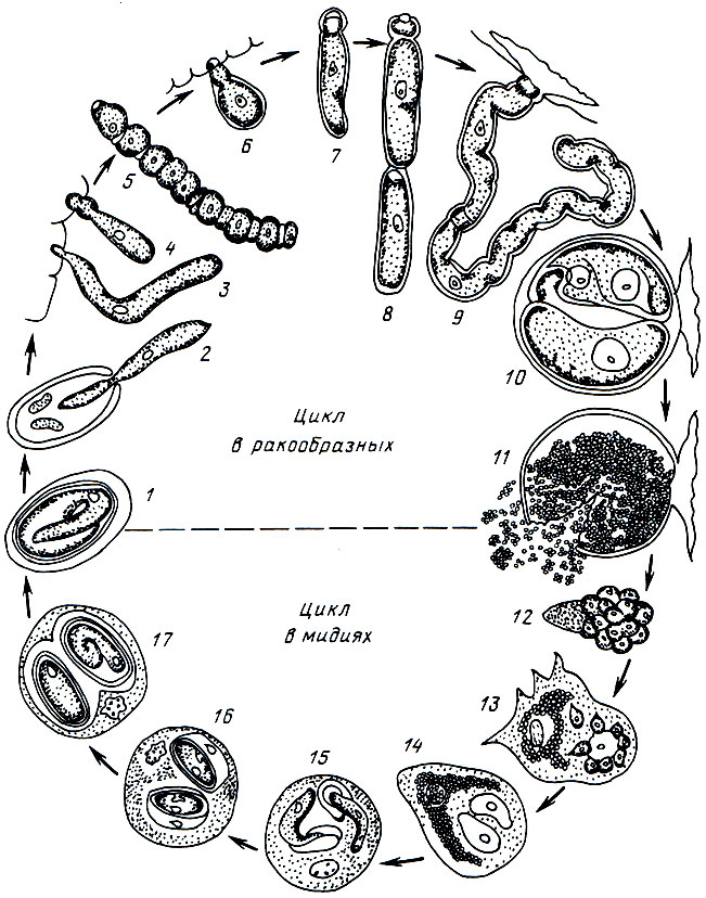 Рис. 2. Жизненный цикл грегарин рода Nematopsis (Prytherch, 1940): 1 - ооциста, содержащая спорозоит; 2 - выход спорозоита из цисты в кишечник ракообразного; 3 - прикрепление спорозоита к эпителию кишечника; 4-7 - развитие трофозоита в зрелый гамонт; 8-9 - сизигии; 10 - образование гаметоцисты; 11 - освобождение гимноспор из гаметоцисты; 12 - гимноспора; 13 - поглощение гимноспоры фагоцитом и разрыв гимноспоры; 14-16 - рост спорозоита внутри фагоцита; 17 - образование ооцисты