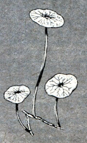 . 2. Hydrocotyle verticillata